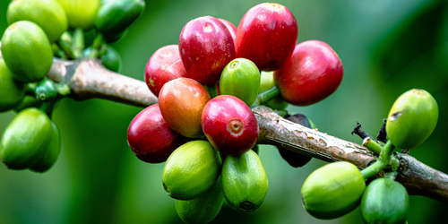 Anatomy of a Coffee Bean: Coffee Bean Basics