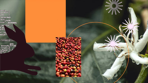 A composite image including starbursts, coffee cherries, a rabbit, and a coffee flower.