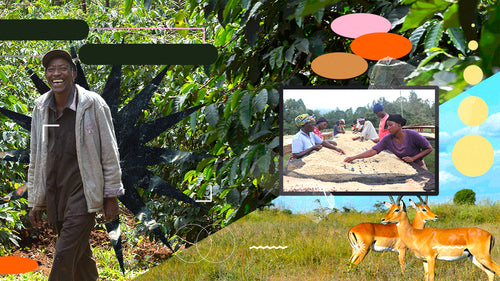 A smiling Kenyan coffee farmer in a coffee field with details all around.